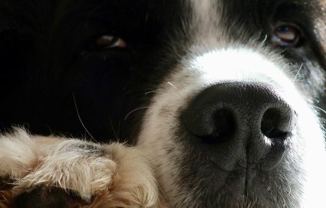 Das Vertrauen zwischen Hund und Besitzer stärken