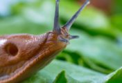 Schnecken – Zwischenwirt für tödliche Parasiten