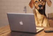 Bürohund: Wann dürfen Vierbeiner mit auf Arbeit?