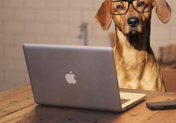 Bürohund: Wann dürfen Vierbeiner mit auf Arbeit?